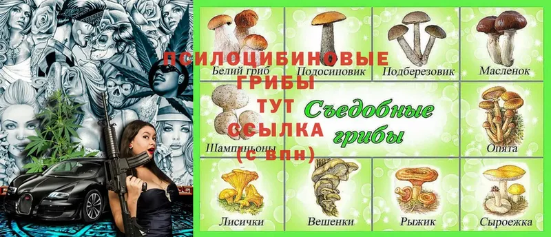 Псилоцибиновые грибы Magic Shrooms Багратионовск